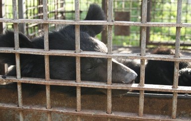 В Винницком зоопарке медведица загрызла человека 