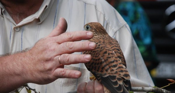Во Львове пожарные спасли соколенка