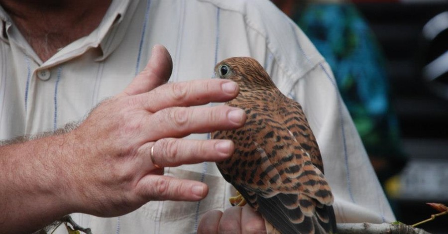 Во Львове пожарные спасли соколенка