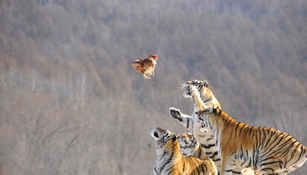 Фотограф запечатлел кормление сибирских тигров