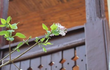 В Крыму расцвела сирень, посаженная князем Голицыным