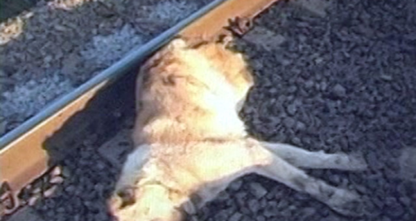 Собака спасла хозяина из-под колес поезда ценой собственной жизни