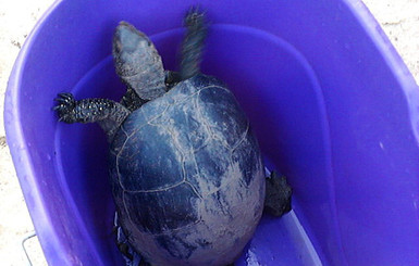 Сельчанка обнаружила у себя на клумбе черепаху