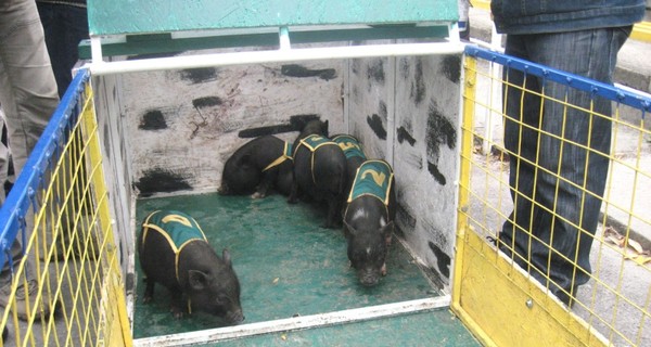 Праздник миргородской свиньи: хрюшек отмоют для бегов, а люди будут драться в грязи