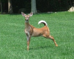 В столичном зоопарке родился олененок