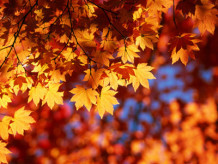 Бабье лето останется в Украине еще на недельку