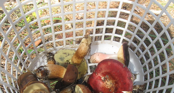 В Сумах женщина умерла после грибного ужина