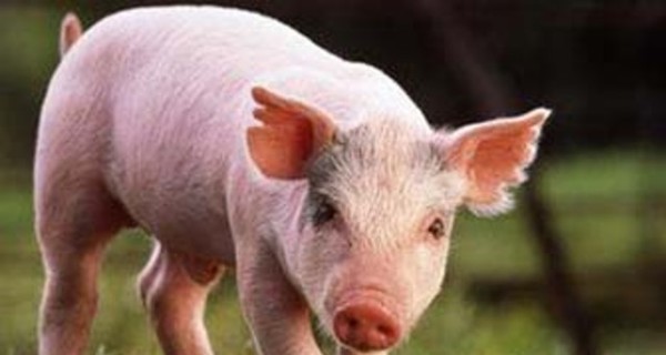 Чудо-поросенок, спасший утопающего козленка, стал любимчиком миллионов пользователей Youtube