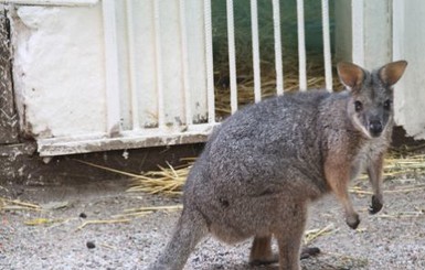 В центре Одессы туристы поймали кенгуру