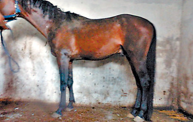 Очередной КОНЬцлагерь под Киевом: семья богачей на даче проводит жуткие эксперименты над лошадьми? 