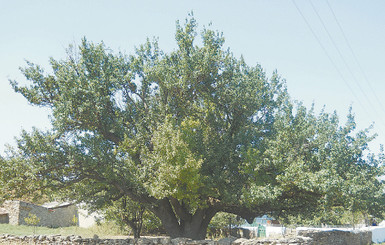 Под Одессой нашли самую старую грушу страны 