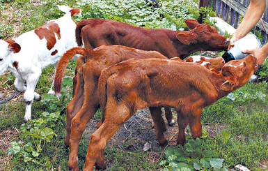 В Украине появится больше отечественного мяса 