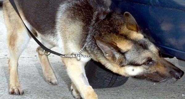 Ночью милиция искала бомбы на всех вокзалах Киева