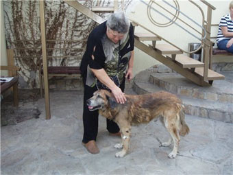 Избитого пса Мишку прячут у новых хозяев – защитники боятся мести живодеров
