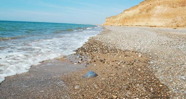 Западное побережье Крыма превратилось в кладбище для медуз?