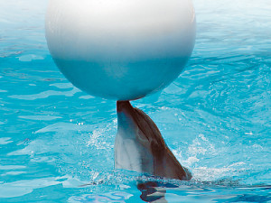 Балаклаву будут охранять боевые дельфины
