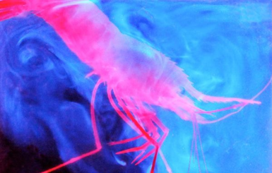 В Карибском море обнаружены светящиеся глубоководные существа