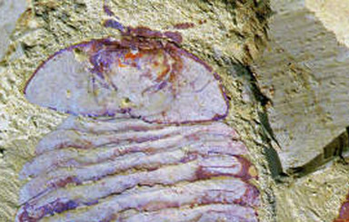 Палеонтологи обнаружили мозг возрастом в 500 миллионов лет