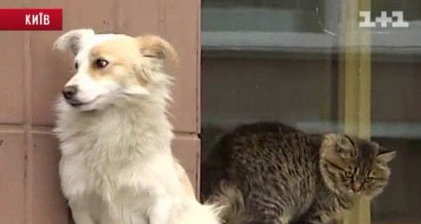 Под больницей неразлучная парочка кот и пес ждут кого-то уже несколько месяцев