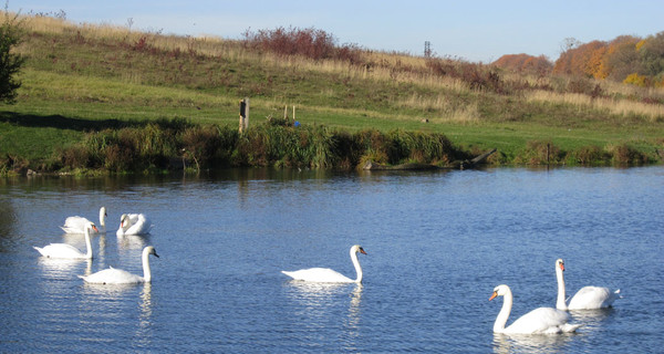 На озере в Пидгирном поселились семь белых лебедей