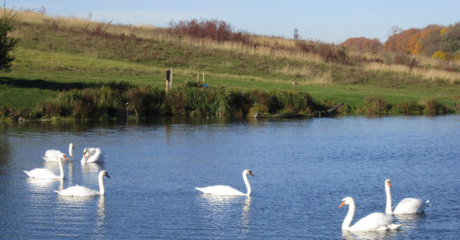 На озере в Пидгирном поселились семь белых лебедей