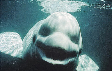 Белый кит четыре года разговаривал с людьми 