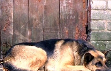 В одном из дворов Мелитополя пес ждал хозяйку три дня