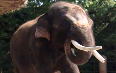 В южнокорейском зоопарке слон по имени Кошик заговорил человеческим голосом
