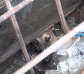 Одесского пса, который два месяца просидел в подвале, хотят забрать австрийцы