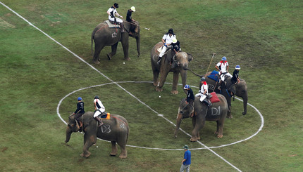 Королевский турнир по поло на слонах в Бангкоке