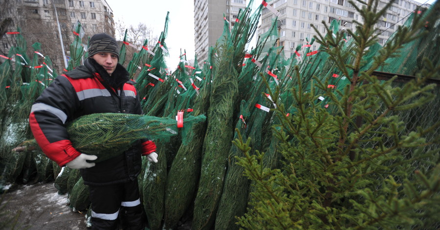 В лесхозах Донецка уже продают новогодние елки по прошлогодней цене