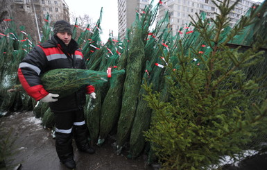 В лесхозах Донецка уже продают новогодние елки по прошлогодней цене