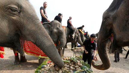 В Таиланде отмечают День слона красочным празднованием