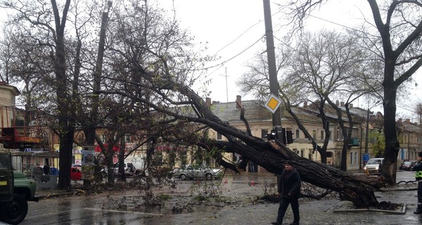 В Одессе ураган повалил более сорока деревьев и новогоднюю елку