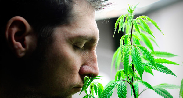 Первый пошел. В штате Вашингтон легализировали марихуану.