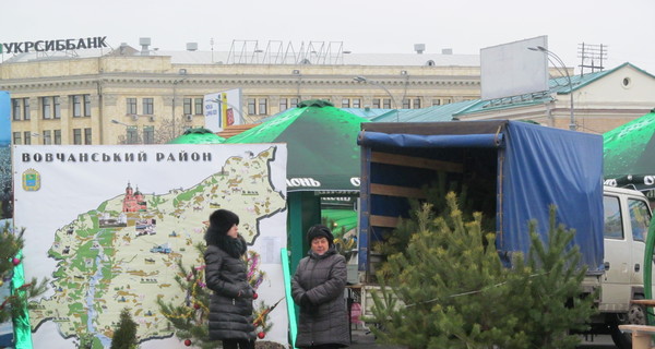 В городе появились первые елки