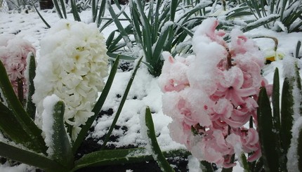 Харьковскую область засыпало снегом