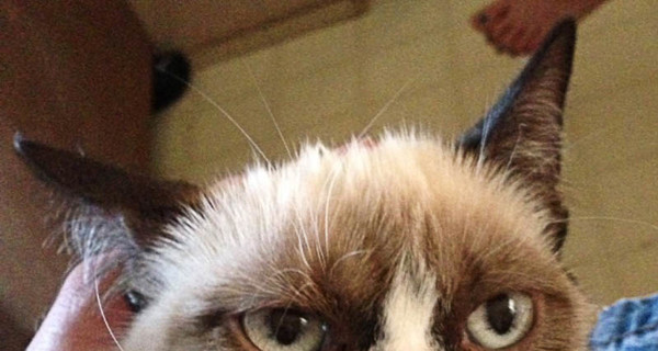 Милашка Снупи, сердитая морда и Полковник Мяу: самые популярные коты 2012 года