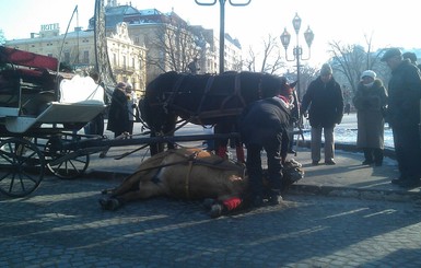 Хозяева лошади, упавшей в центре Львова: 