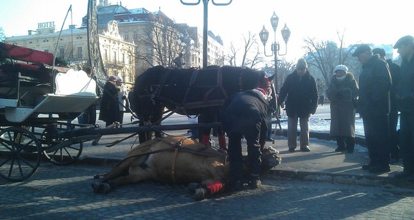 В центре Львова лошадь упала прямо на проезжую часть