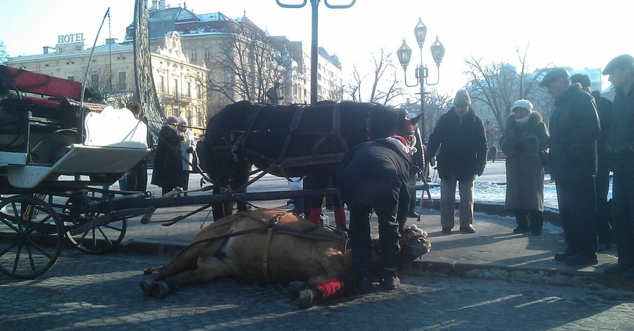 В центре Львова лошадь упала прямо на проезжую часть