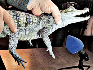 На границе спасли крокодила-контрабандиста