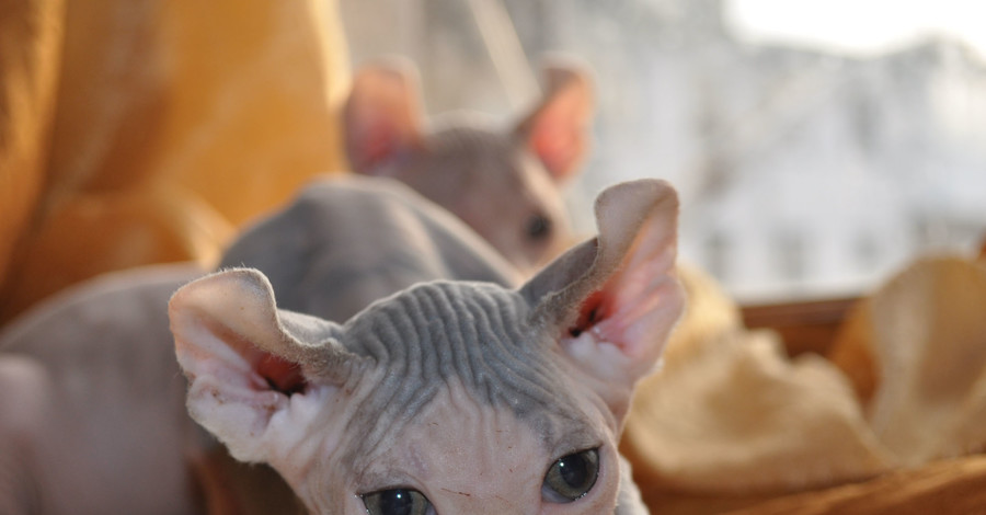 Американцы вывели породу голых котов с завитыми ушами, похожих на Добби