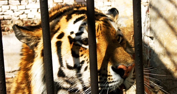 Тигр растерзал дрессировщика во время циркового представления