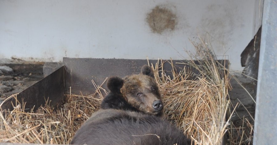 Медведи в зоопарке не хотят спать