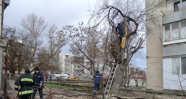 В Крыму массово пилят деревья: 