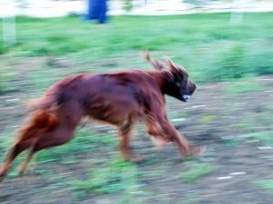 В Полтаве до сих пор ловят рыжего бешеного пса