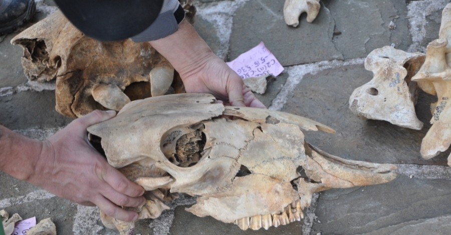 В крымской пещере нашли кости древнего бизона 