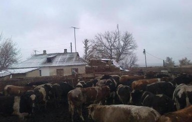 На луганской границе поймали коров-нарушительниц