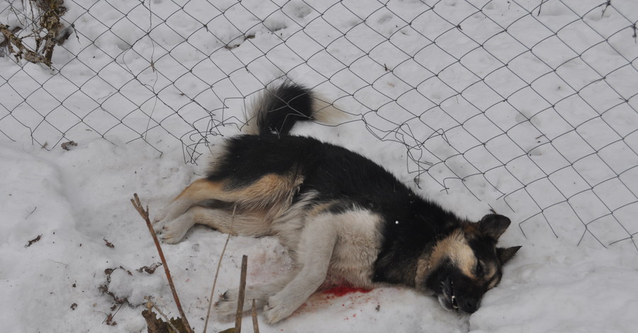 Догхантеры готовятся к весне - убили 30 собак 